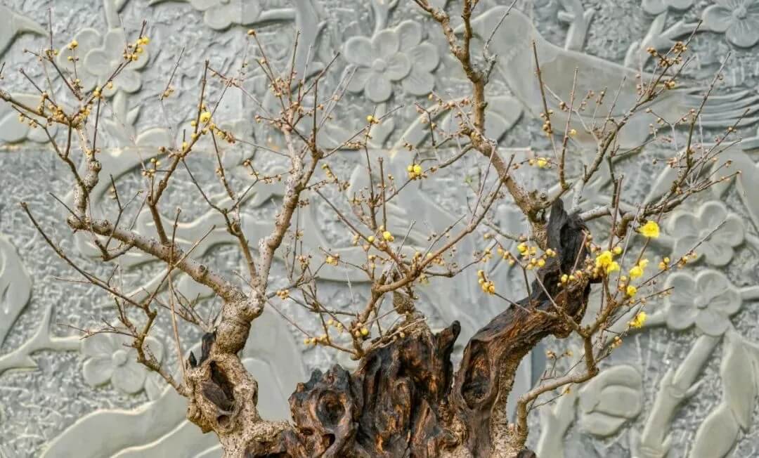 腊梅几月开花?湖北各地观赏腊梅最佳时间