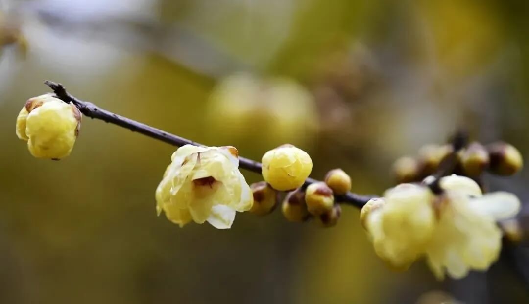 腊梅几月开花?湖北各地观赏腊梅最佳时间