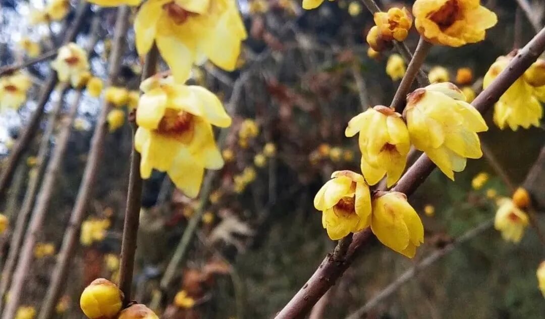 腊梅几月开花?湖北各地观赏腊梅最佳时间