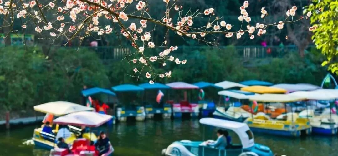 腊梅几月开花?湖北各地观赏腊梅最佳时间