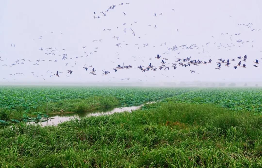 盘点湖北新晋的8个国家重要湿地