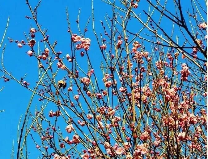 腊梅几月开花?湖北各地观赏腊梅最佳时间