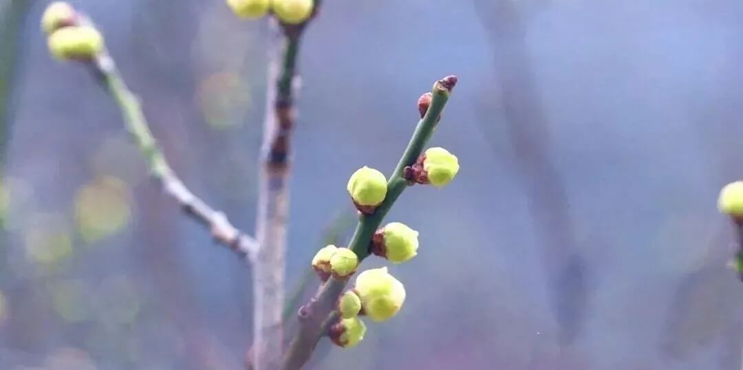 腊梅几月开花?湖北各地观赏腊梅最佳时间