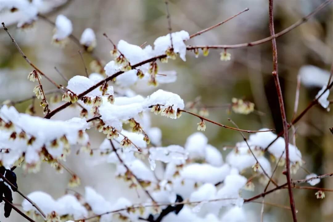 腊梅几月开花?湖北各地观赏腊梅最佳时间