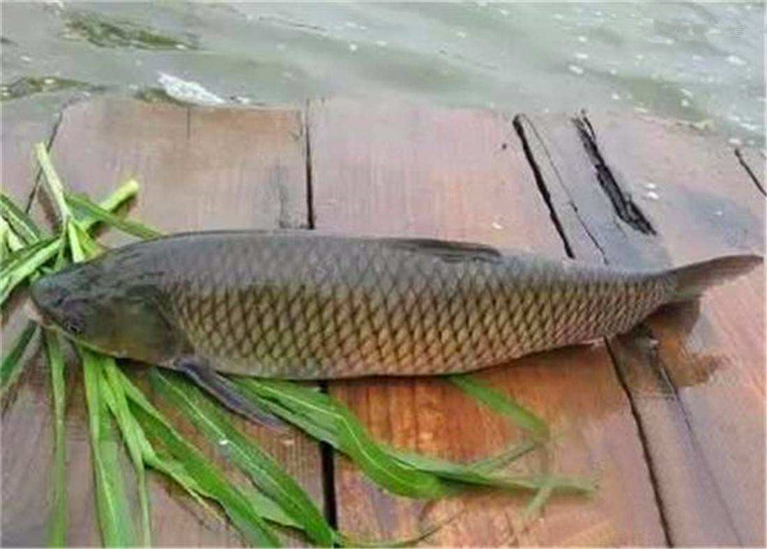 草鱼、皖鱼到底有什么不一样？