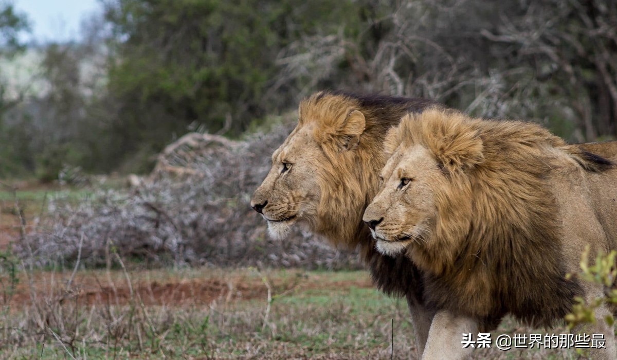 巴巴里狮(巴巴里狮体型有多大)