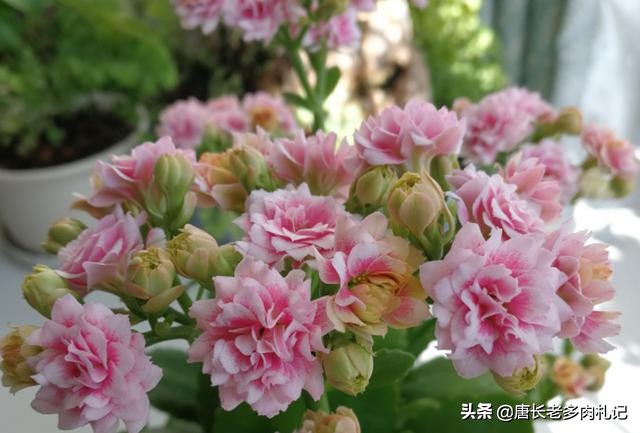 长寿花真的致癌吗,长寿花的养殖难不难