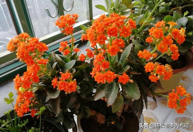 长寿花真的致癌吗,长寿花的养殖难不难