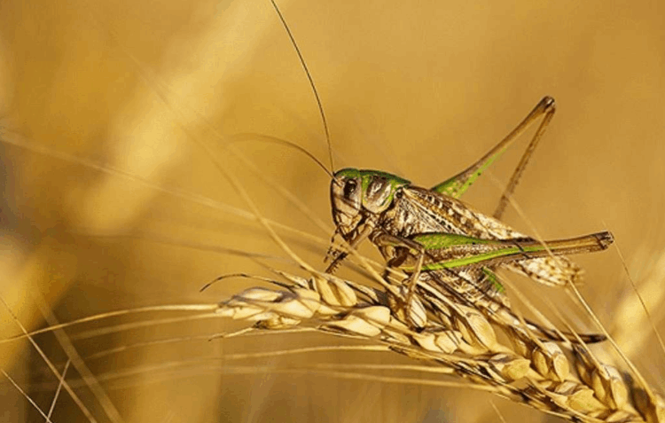 沙漠蝗虫能吃吗
