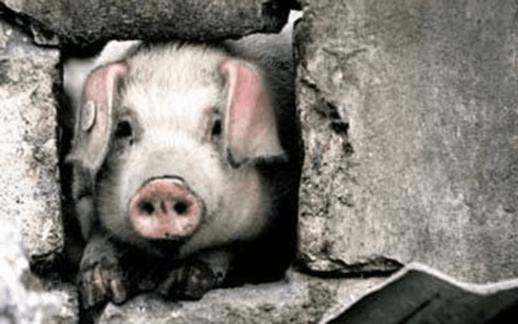 猪坚强之歌(猪坚强还活着吗)