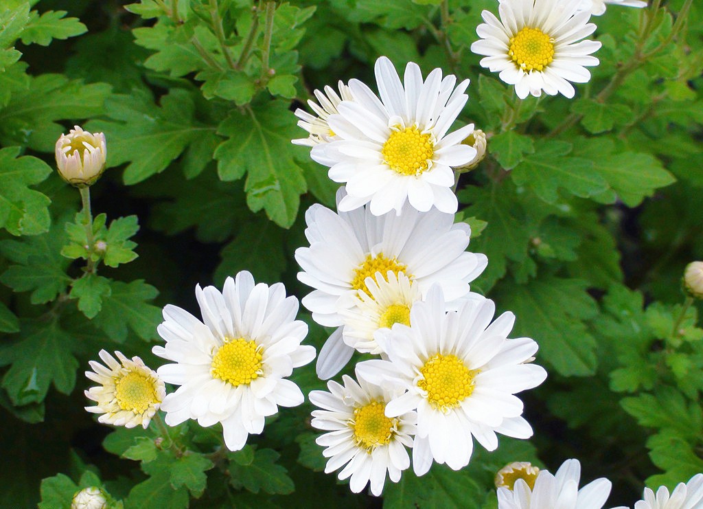 让摩羯座主动去追的4大星座,爱摩羯座爱到疯的星座