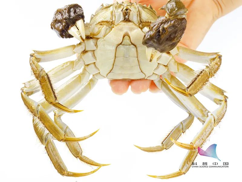 刚死的螃蟹可以吃吗 食用之前先了解