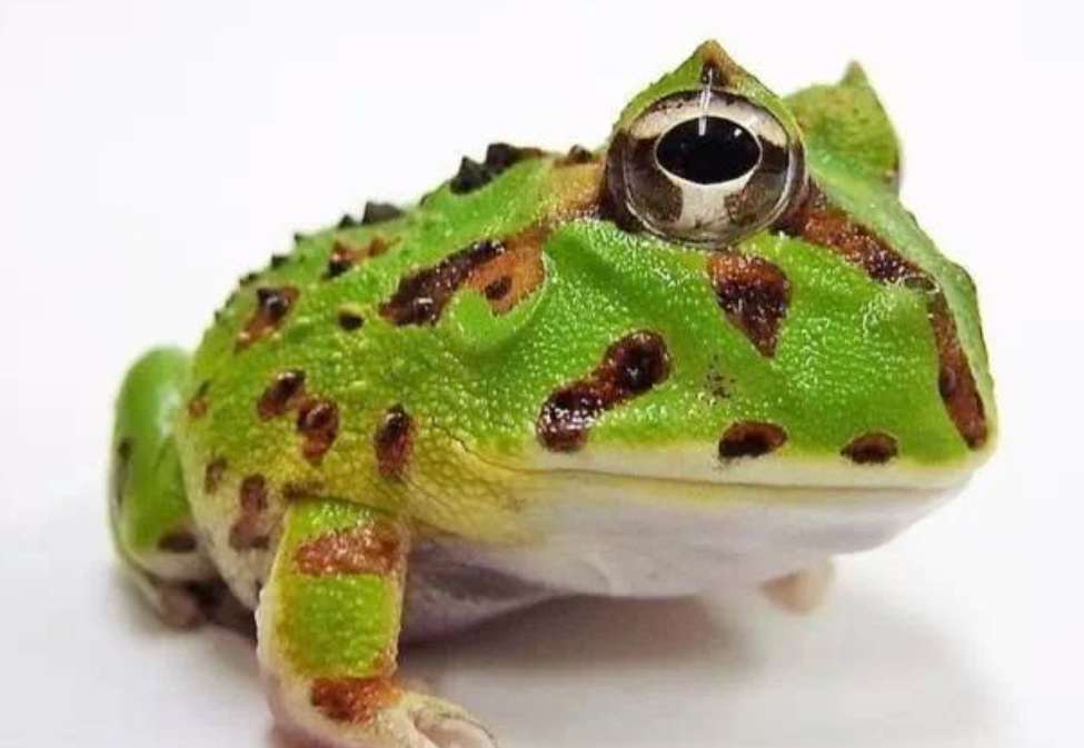 黄金角蛙寿命(黄金角蛙有毒吗)