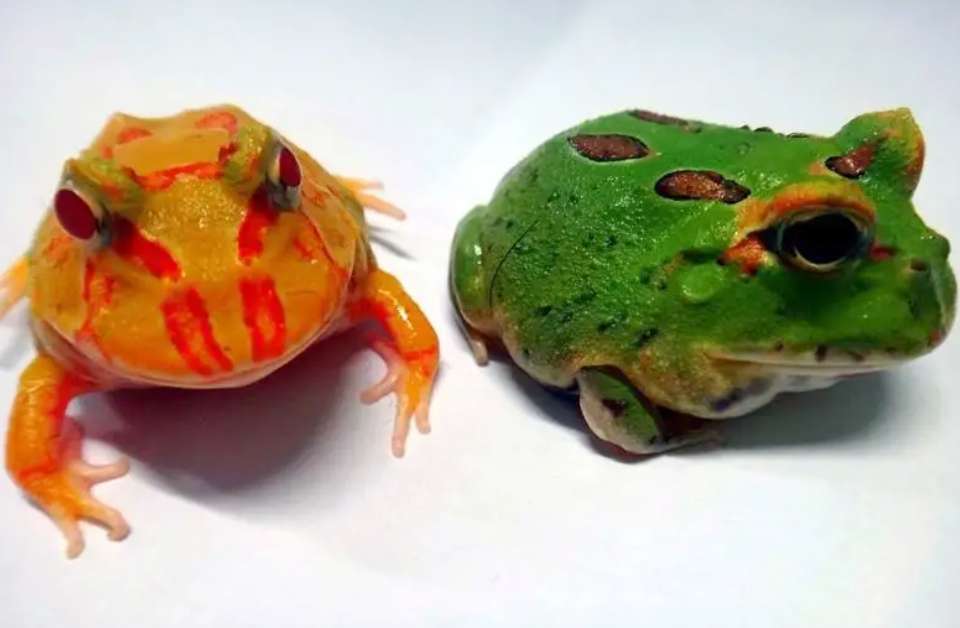黄金角蛙寿命(黄金角蛙有毒吗)