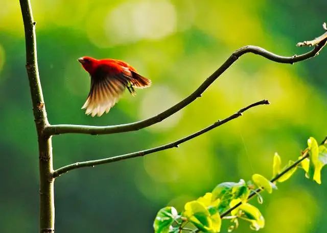 春节假期如何玩转保山？这份攻略快收下→