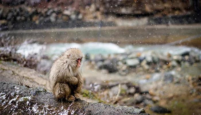 人类根本不是进化来的，人类进化过程所经历的几个阶段
