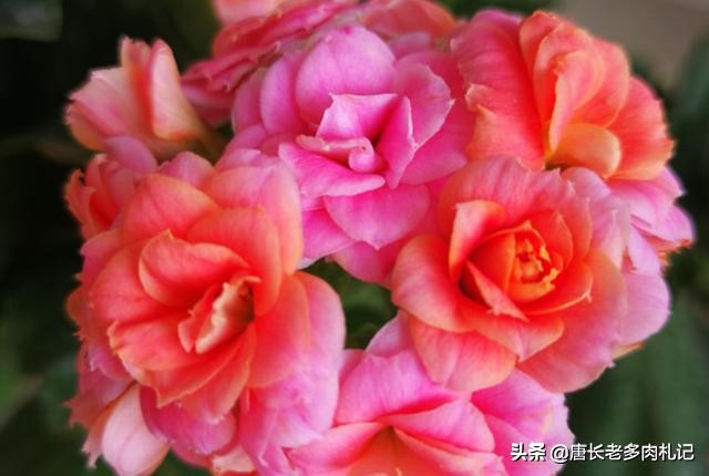 长寿花真的致癌吗,长寿花的养殖难不难