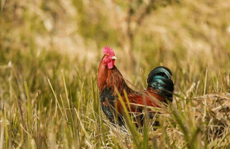 沙漠蝗虫能吃吗