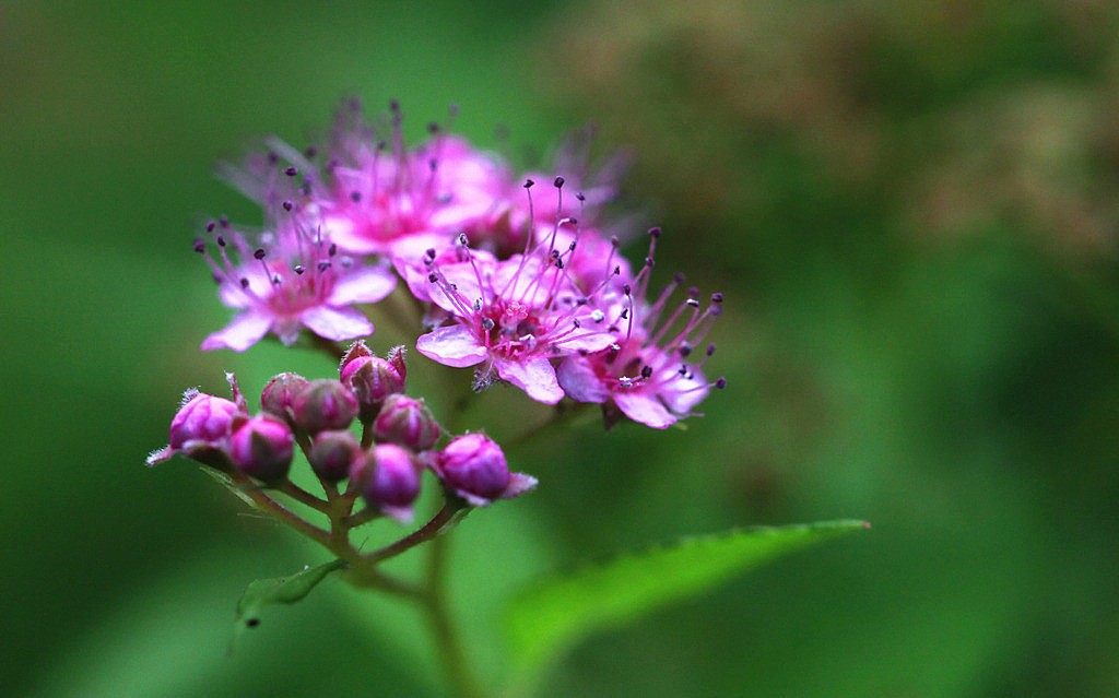 让摩羯座主动去追的4大星座,爱摩羯座爱到疯的星座