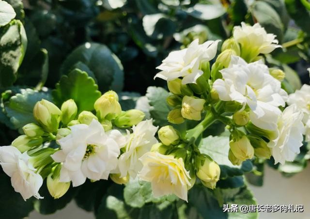 长寿花真的致癌吗,长寿花的养殖难不难