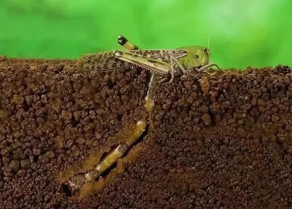 沙漠蝗虫能吃吗