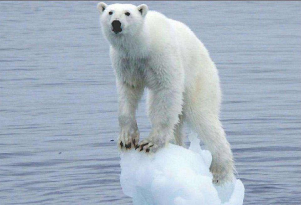 南极海冰面积骤减(南极北极全部融化海平面上升多少)