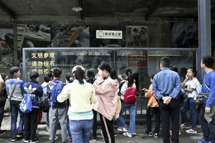 猪坚强之歌(猪坚强还活着吗)