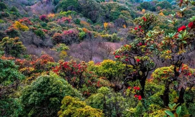 春节假期如何玩转保山？这份攻略快收下→