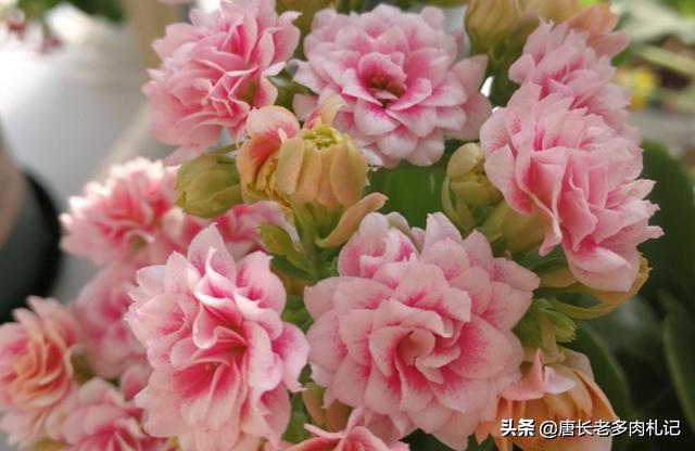 长寿花真的致癌吗,长寿花的养殖难不难