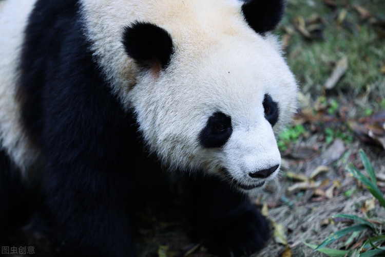 2021 成都景点攻略（宽窄巷子、锦里、武侯祠、杜甫草堂