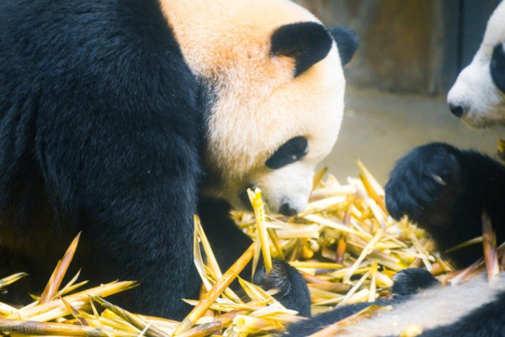 2021 成都景点攻略（宽窄巷子、锦里、武侯祠、杜甫草堂