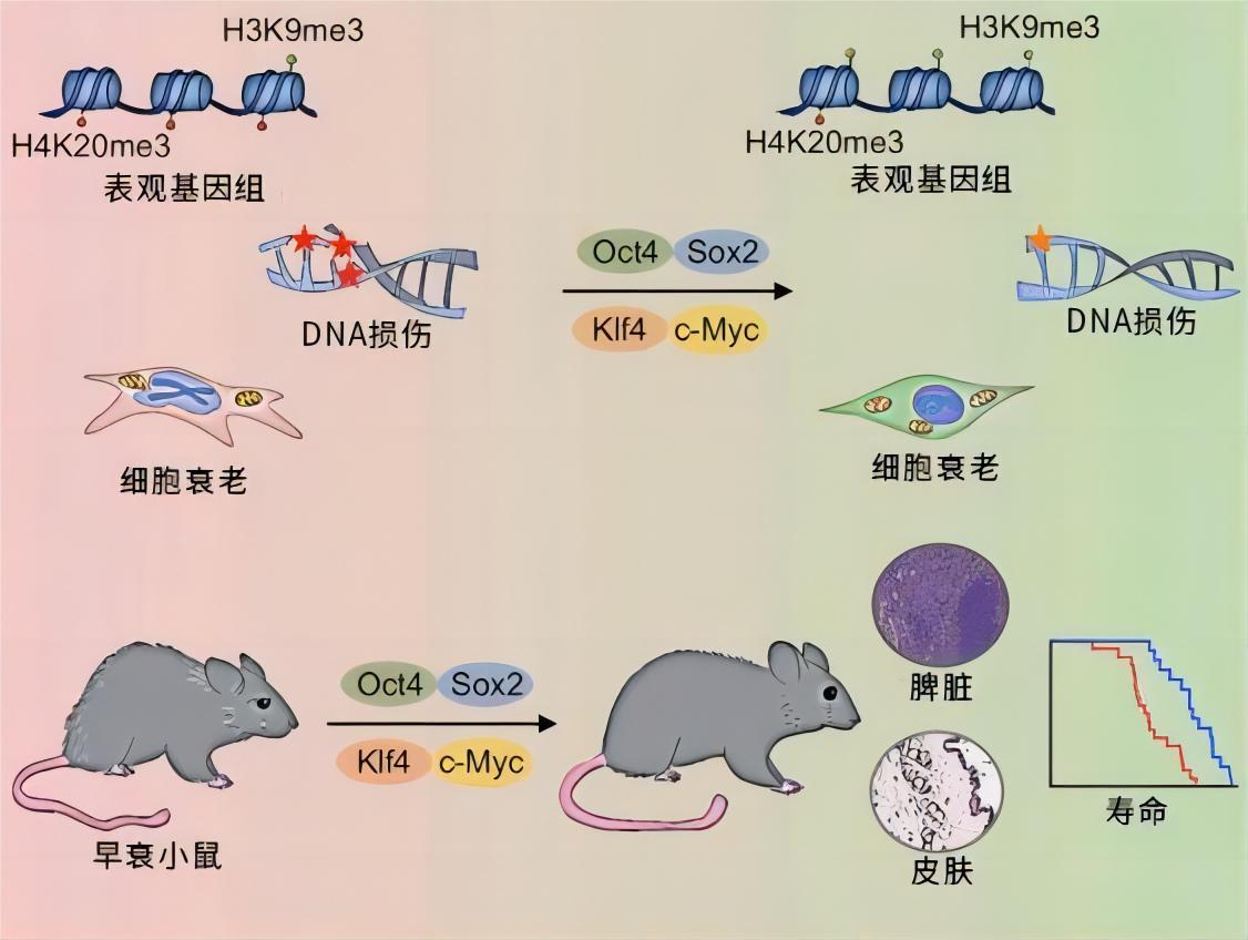 为什么现在很少提到克隆？从多莉的一生中看到答案太可怜了