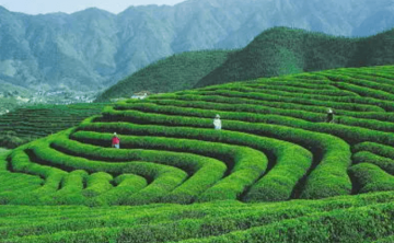 龙王垭生态观光茶园