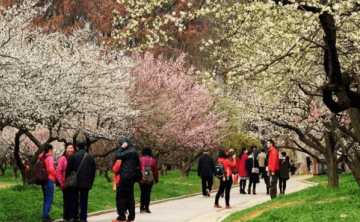 武汉赏花时间表一览，一树花儿一城香
