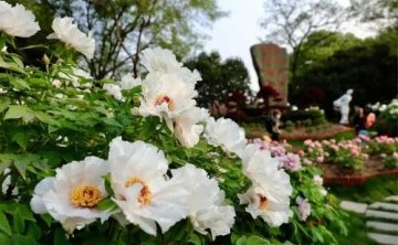 湖北春季十大赏花游线路指南