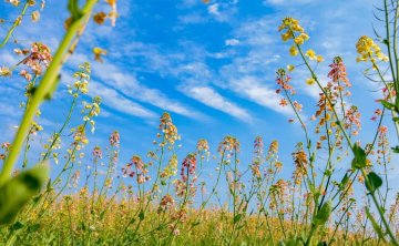湖北观赏油菜花的旅游打卡地