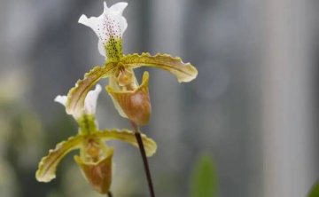武汉植物园兰花观赏游，兰花观赏的最佳时间