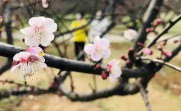 武汉网红拍照打卡地，一起来赏花吧