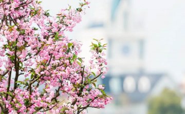 武汉观赏樱花的旅游打卡地