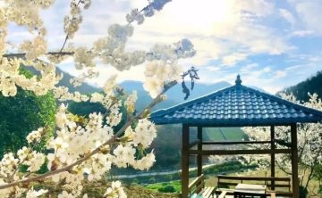 湖北各地樱花在哪里看，几月开，这个攻略收好了