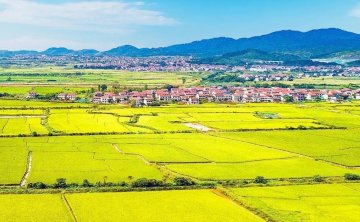 鄂州旅游一日游攻略，金色稻田镶嵌大地，秋景如画