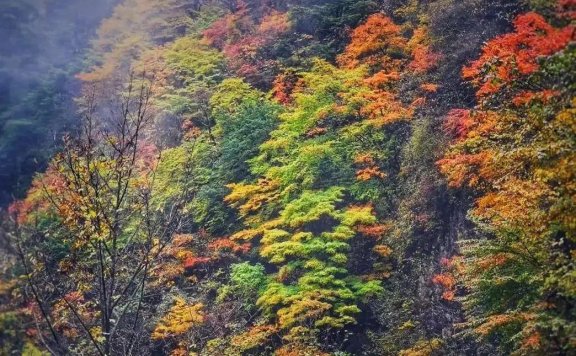 神农架景区有哪些主要景点，神农架秋天旅游风景美如画